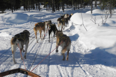 Fins en Zweeds Lapland (42)