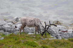 Noordkaap & Lapland (14)
