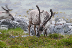 Noordkaap & Lapland (15)